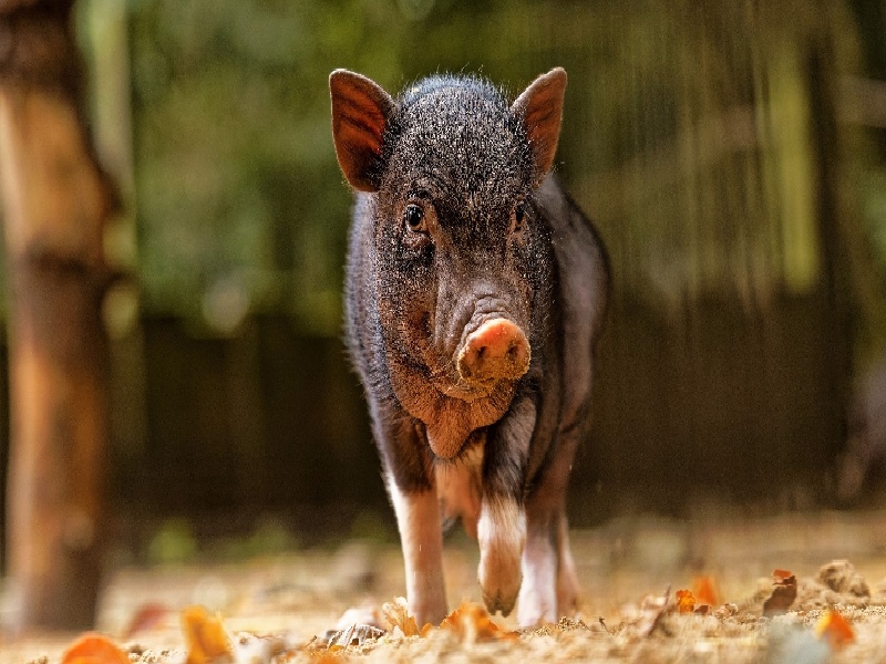 国内试管价钱图片对比（试管孕酮值高）