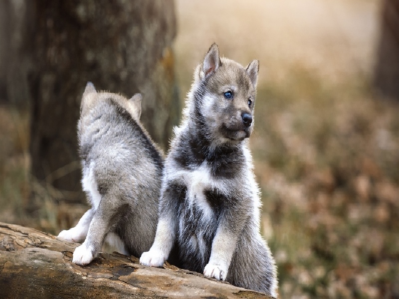 <strong>国内化学试管组装图（试管胚胎解冻步骤）</strong>